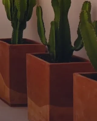 Cactussen in terracotta potten tegen een roze muur, op een binnenplaats in Depressa